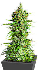 Bruce Banner #3 fem (Herbies Seeds) семена конопли