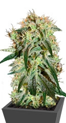Damn Sour fem (GHS)