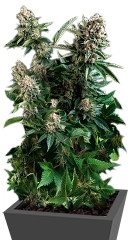White Widow fem (Pyramid Seeds) семена конопли