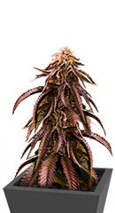 Dozywelly OG fem (AlphaFem Seeds) семена конопли