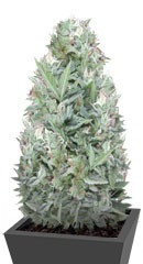 Niagara Auto fem (Doctor’s Choice) семена конопли