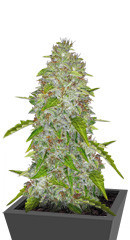 Auto Daiquiri Lime fem (Dutch Passion) семена конопли