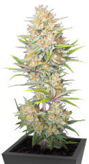 Z-Up Auto fem (FastBuds)
