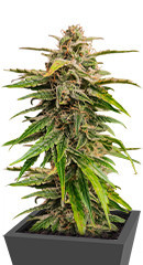 Wedding Crasher Auto fem (High Speed ​​Buds) семена конопли