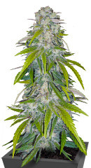 Critical XXL fem (Herbies Seeds) семена конопли