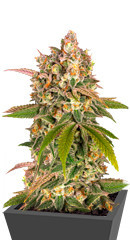 Lemon Tree от Barney's Farm семена конопли