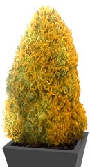 Champion fem (Heavyweight Seeds) семена конопли