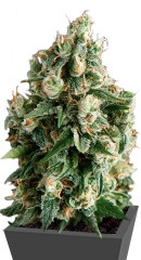 Lennon fem (Pyramid Seeds) семена конопли