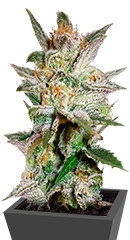 Star 47 fem (World of Seeds) семена конопли