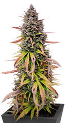 Purple Punch OG XL Auto fem (Sweet Seeds) семена конопли