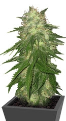 Super Hash fem (Pyramid Seeds) семена конопли