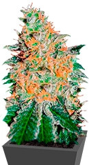 CBD JAM fem (Delicious Seeds) семена конопли