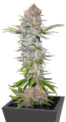 Jock Horror Automatic fem (Nirvana Seeds) семена конопли