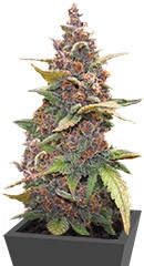 LSD-25 Auto fem сорт конопли