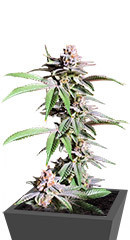 Dozy Breath fem (AlphaFem Seeds) семена конопли
