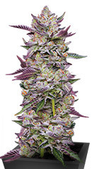 Poddy Mouth fem (Humboldt Seed Company) семена конопли