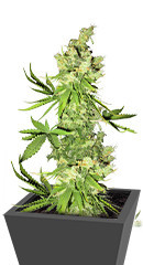 Lemon OG fem (AlphaFem Seeds) семена конопли