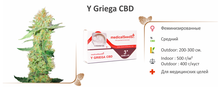 Семена Y Griega CBD /sort/y_griega_cbd