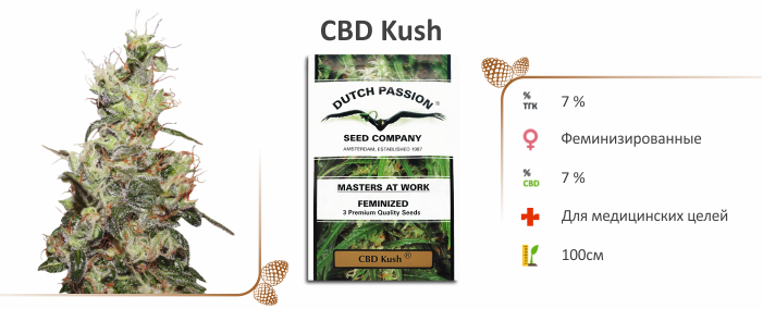 CBD Kush CBD Kush