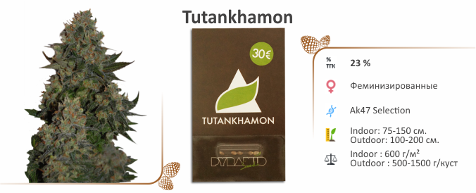 Tutankhamon Tutankhamon