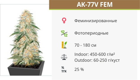 Сорт марихуаны AK 77V AK 77V от Victory Seeds