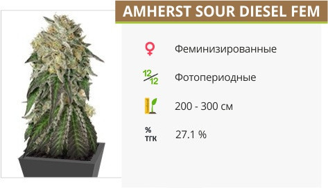 Сорт марихуаны Amherst Sour Diesel Amherst Sour Diesel от Humboldt Seeds